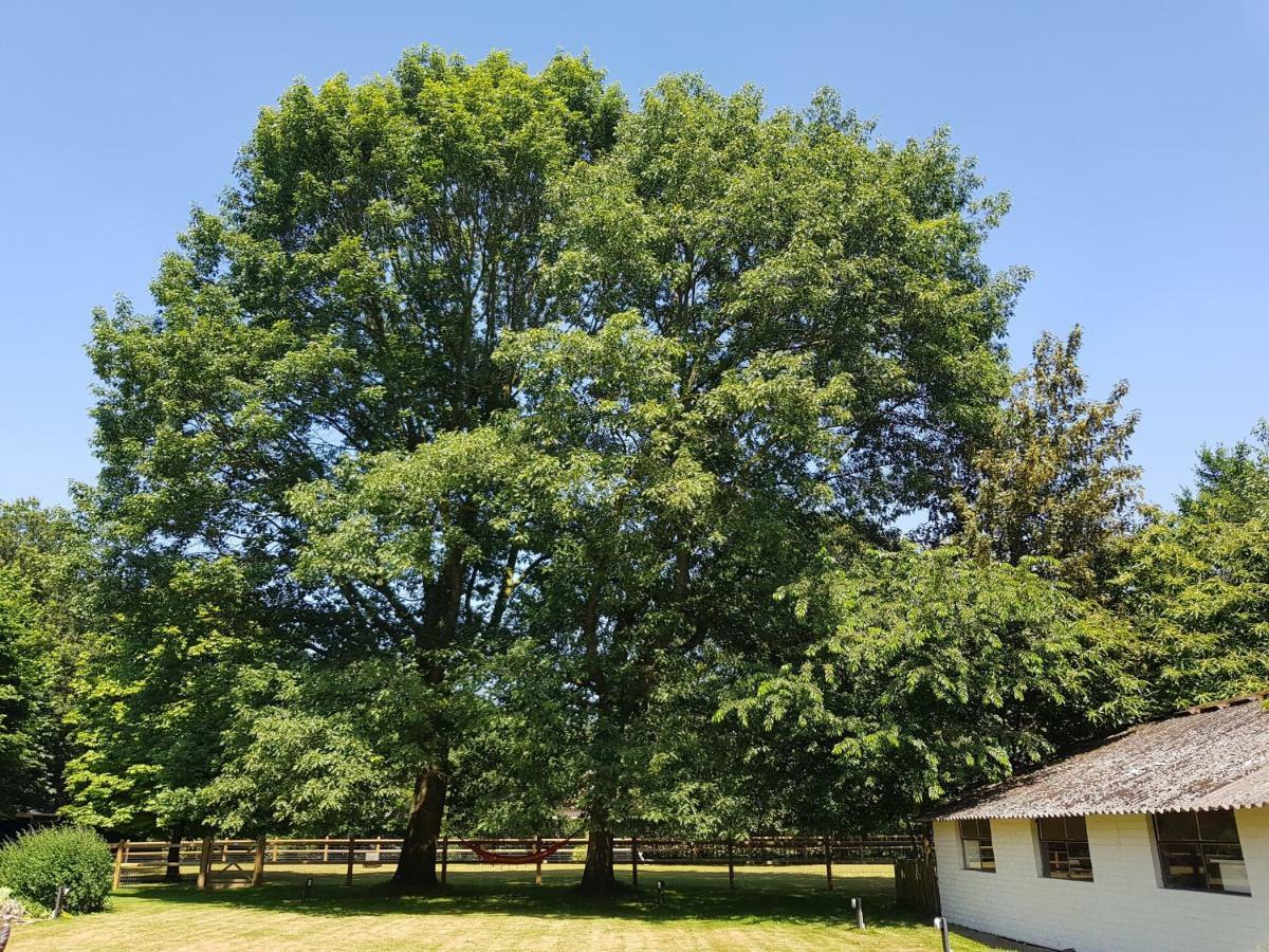 Hertsberge The Two Oaks - Private Garden For Guests 빌라 외부 사진